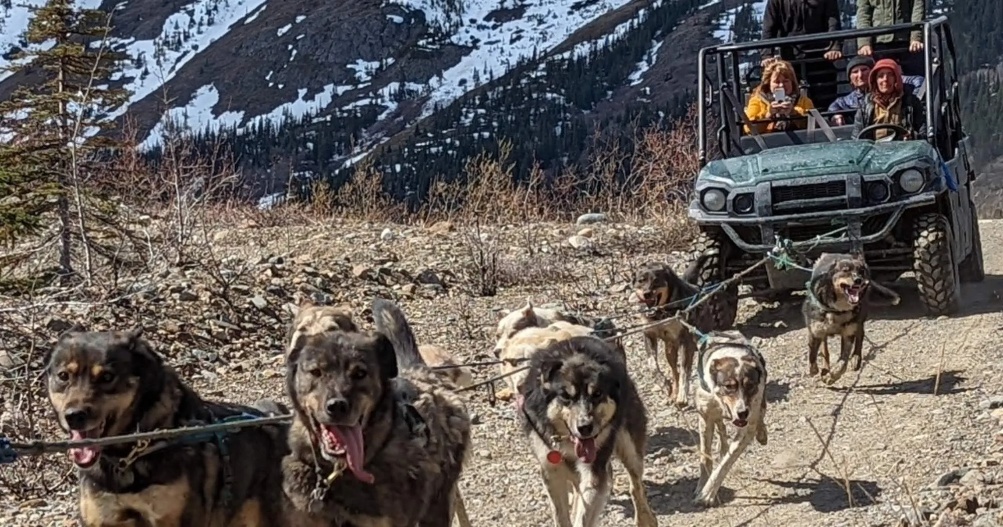 Yukon Sled Dogs & Summit Combo